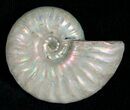 Silver Iridescent Ammonite - Madagascar #5345-1